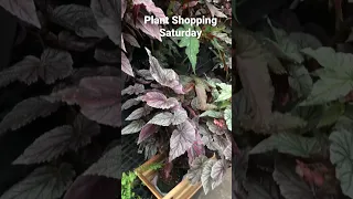 The weekend = Plant Shopping. Yay!!! 🎊🌱 #houseplants #plantshopping #begonias