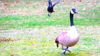 Canada Geese HONKING FLYING Off Crow Attack