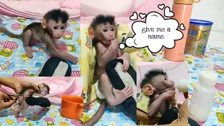 Newborn Baby Monkey After Nap And Change Diaper