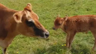 LOST BABY CALF FOUND BY MOTHER COW !