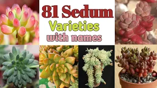 81 Sedum Plant Varieties with Names | sedum Plant types | Plant and Planting