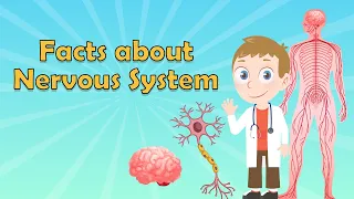 Nervous System for Kids | Nervous System Facts | What is the Nervous System? | Brain Facts for Kids