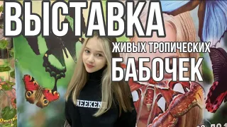 Выставка живых тропических бабочек 🦋