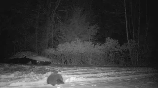 Porcupine waddling through the snow