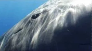 Sperm Whale Greeting