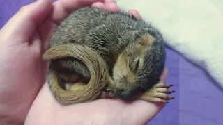 What to do if you find a Baby Squirrel