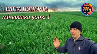 Пів тонни мінералки💪демо-поле пшениці еліти оприскування🌾