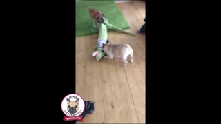 FUNNY FRENCH BULLDOG VS CROCODILE TUG OF WAR WITH PUG CHIHUAHUA - Cute Apple Frenchie & Gus Chug dog