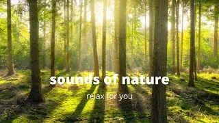 Звуки природы, пение птиц, утро в лесу. Sounds of nature, birdsong, morning in the forest.