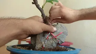 How to Make a Fig Tree Root Over Rock Bonsai (Ficus Carica)