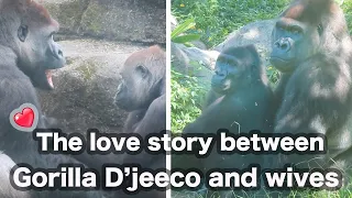 金剛猩猩迪亞哥與兩個老婆的愛情-The love story between gorilla D'jeeco and wives(Tayari and Iriki)