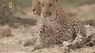 Животный мир Жизнь Леопардов в дикой природе