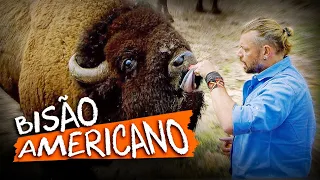 BISÃO-AMERICANO, UM BLINDADO EM FORMA DE ANIMAL COM 1 TONELADA!