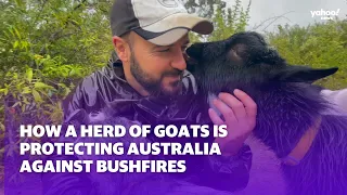 How a herd of goats is helping protect Australia against bushfires | Yahoo Australia