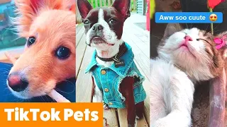 Angry - Funny Dogs & Cats That Will Make Your Day Better 😂 (Funny)