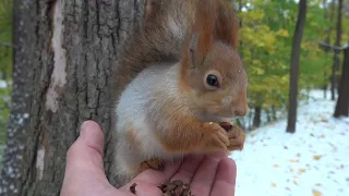 Я не узнал белку с Глазиком / I didn't recognize the squirrel with the Eye