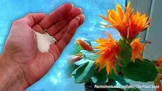 1 PINCH WILL HELP YOUR CHRISTMAS CACTUS BLOOM LUSHLY!