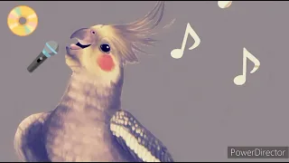 папугаи корела🦜 учим петь cockatiel parrot sing #корелла🔔👇🙏🙏❤️