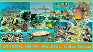 Best snorkeling in the world - Maldives, Indian Ocean. Aquarium 4K. Beautiful Coral Reef Fish.