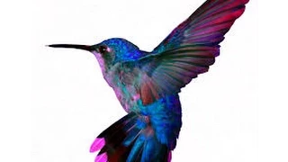 Hummingbird as a Spirit Guide--What it Means When You Are Suddenly Seeing Hummingbirds Everywhere