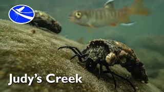 Judy's Creek - Discovering the Secret Life of the Streambed