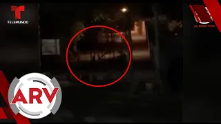 Captan supuestos duendes en un parque en escalofriante video de TikTok | Al Rojo Vivo | Telemundo