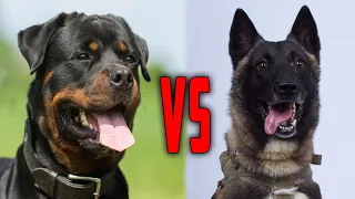 Belgian Malinois vs Rottweiler ! Which One Will You Choose??