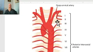 Respiratory module  (Intercostal arteries), by Dr.Wahdan