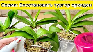 Орхидея потеряла ТУРГОР после пересадки Как восстановить тургор листьев орхидеи