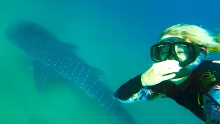 Snorkeling With Whale Sharks in Mozambique!