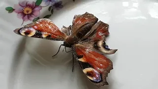 Влог#1 Как кормить бабочку Butterfly Story how to feed a butterfly 나비 이야기 (나비에게 밥주기)