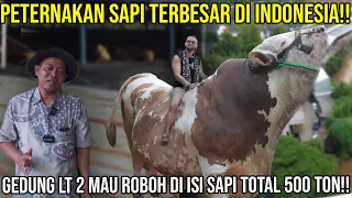 PETERNAKAN SAPI TERBESAR DI INDONESIA!! GEDUNG LT 2 MAU ROBOH DI ISI SAPI TOTAL 500 TON!!