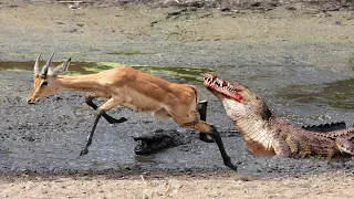 The Horrifying Moment Crocodile Attacks Impala