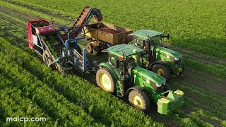 4Kᵁᴴᴰ Harvest 2023: 3MS & Westrope Farms harvesting carrots in Friston. John Deere and ASA Lift kit.