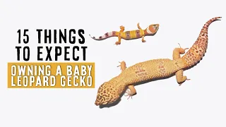 Owning A Baby / Juvenile Leopard Gecko | 15 THINGS TO EXPECT