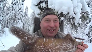 Проверка капканов на куницу,чуть не прошёл капкан с куницей.