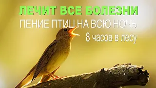 Лечит все болезни✅ Медитация/Пение лесных птиц на всю ночь