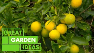 Sick Bay Citrus | GARDEN | Great Home Ideas