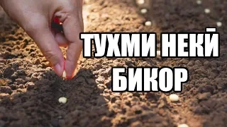 Тухми некӣ бикор агарчи надони кай ва дар куҷо мешукуфад