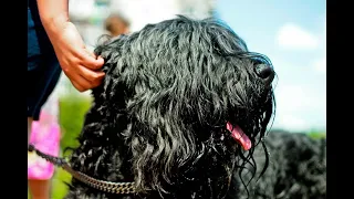 Отит у Собак | Русский черный терьер РЧТ или Черная Жемчужина | Диагностика и Ветеринарные Советы