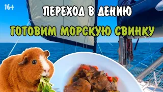 🍖 Готовим морскую свинку в переходе из Хавии в Дению // Первый раз в тортовом центре // 16+