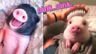 Cutest Pig Videos to Make You Smile #8  #Minipig