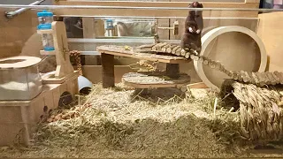 Mayaa exploring her new hamster enclosure setup 🥰
