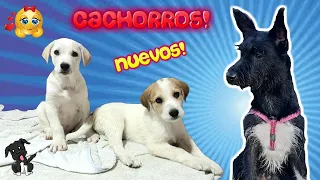 ¡HERMANITOS CACHORROS! Bienvenidos a CASA! Lana