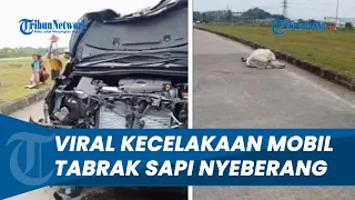 Viral Video Mobil Ringsek setelah Tabrak Sapi yang Menyeberang, Kendaraan Alami Kerusakan