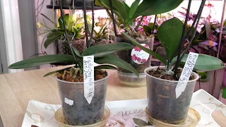 Орхидея Ресторан | Две орхидеи совсем БЕЗ корней Почему не вянут листья