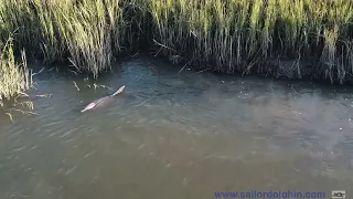 Bottlenose adult & calf patrol along Kilkenny Creek