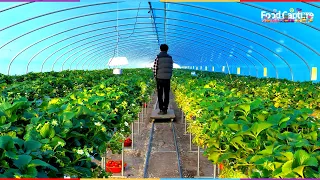 Strawberry Harvesting Process at Korean Strawberry Farm