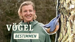 Vogelbestimmung leicht gemacht: Tipps und Tricks für Anfänger*innen