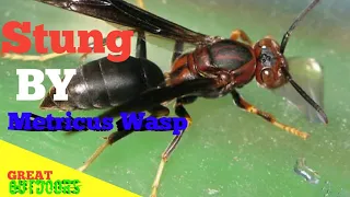 Stung by metricus wasp (Polistes Metricus)